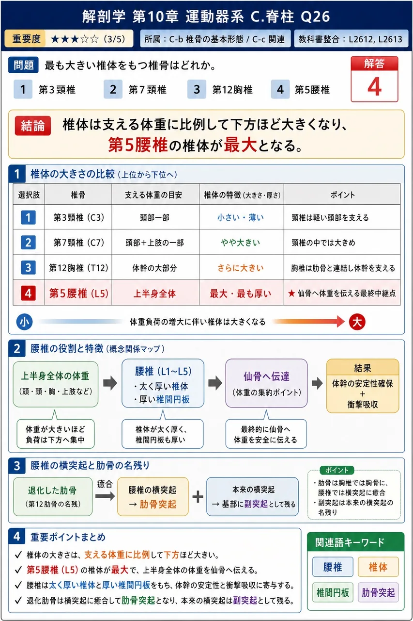 最も大きい椎体をもつ椎骨はどれか。 解説図