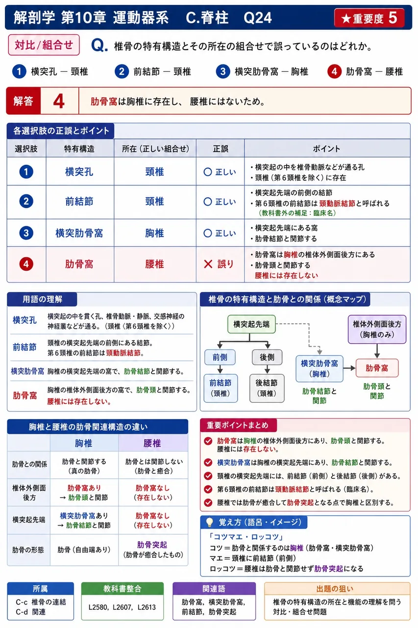 腰椎穿刺で皮膚から針が進む際、最後に貫通する靭帯はどれか。 解説図