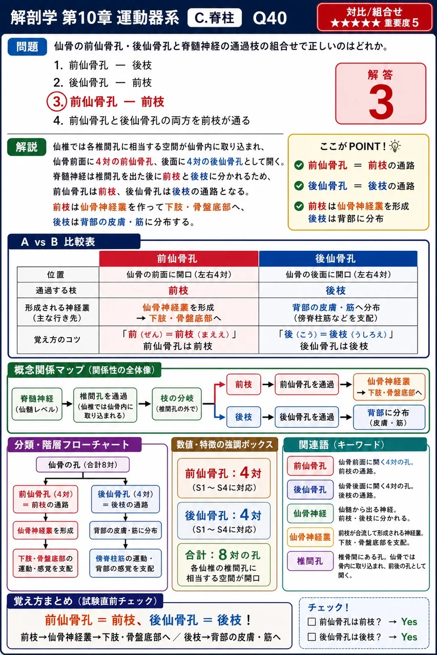 仙骨の前仙骨孔・後仙骨孔と脊髄神経の通過枝の組合せで正しいのはどれか。 解説図