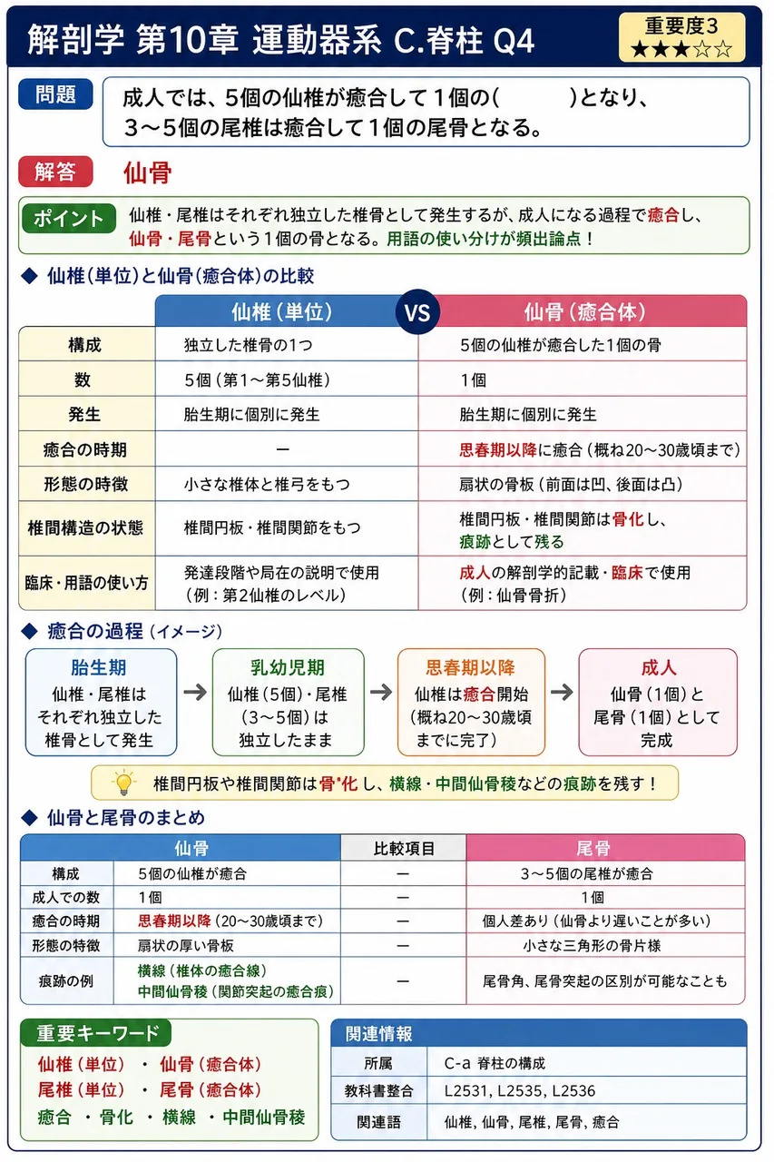 仙骨について正しい記述はどれか。 解説図