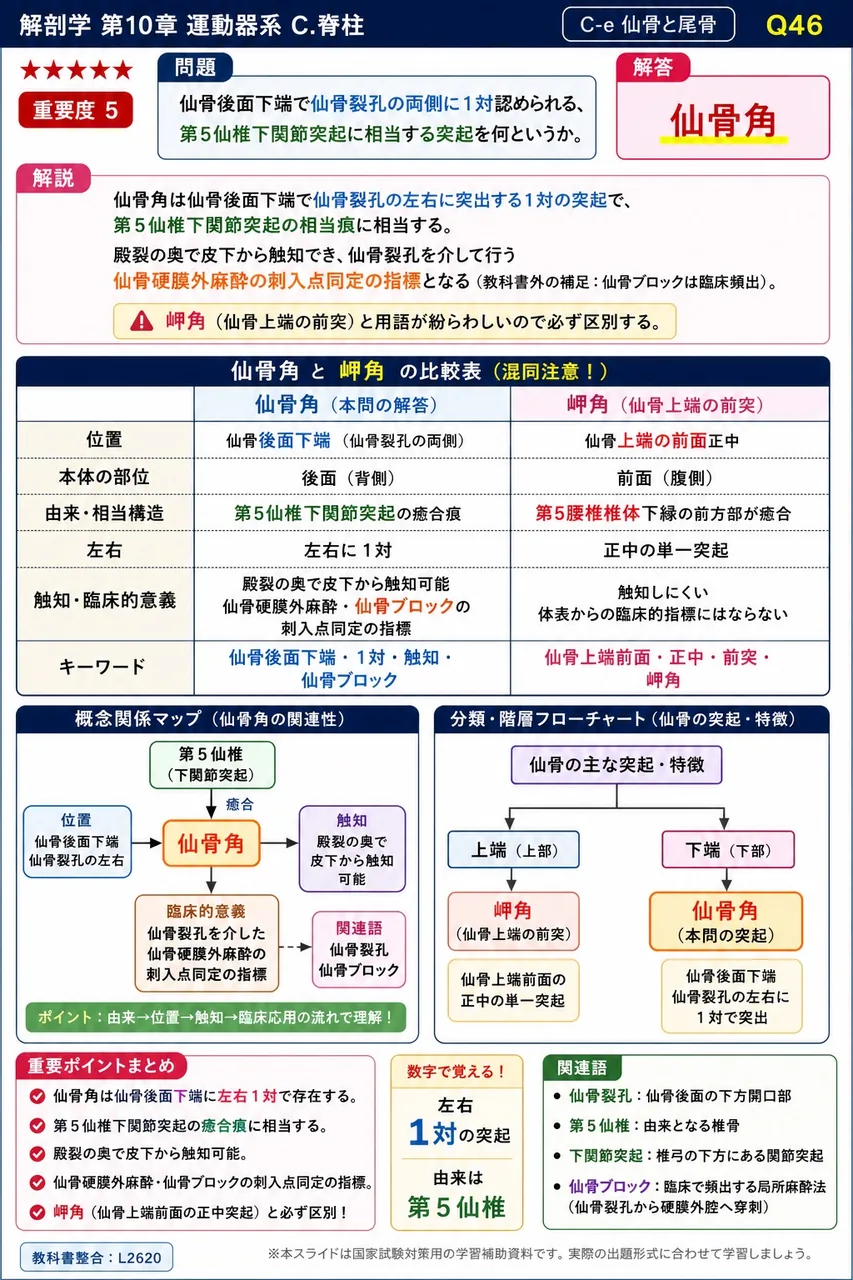 仙骨後面下端で仙骨裂孔の両側に1対認められる、第5仙椎下関節突起に相当する突起を何というか。 解説図
