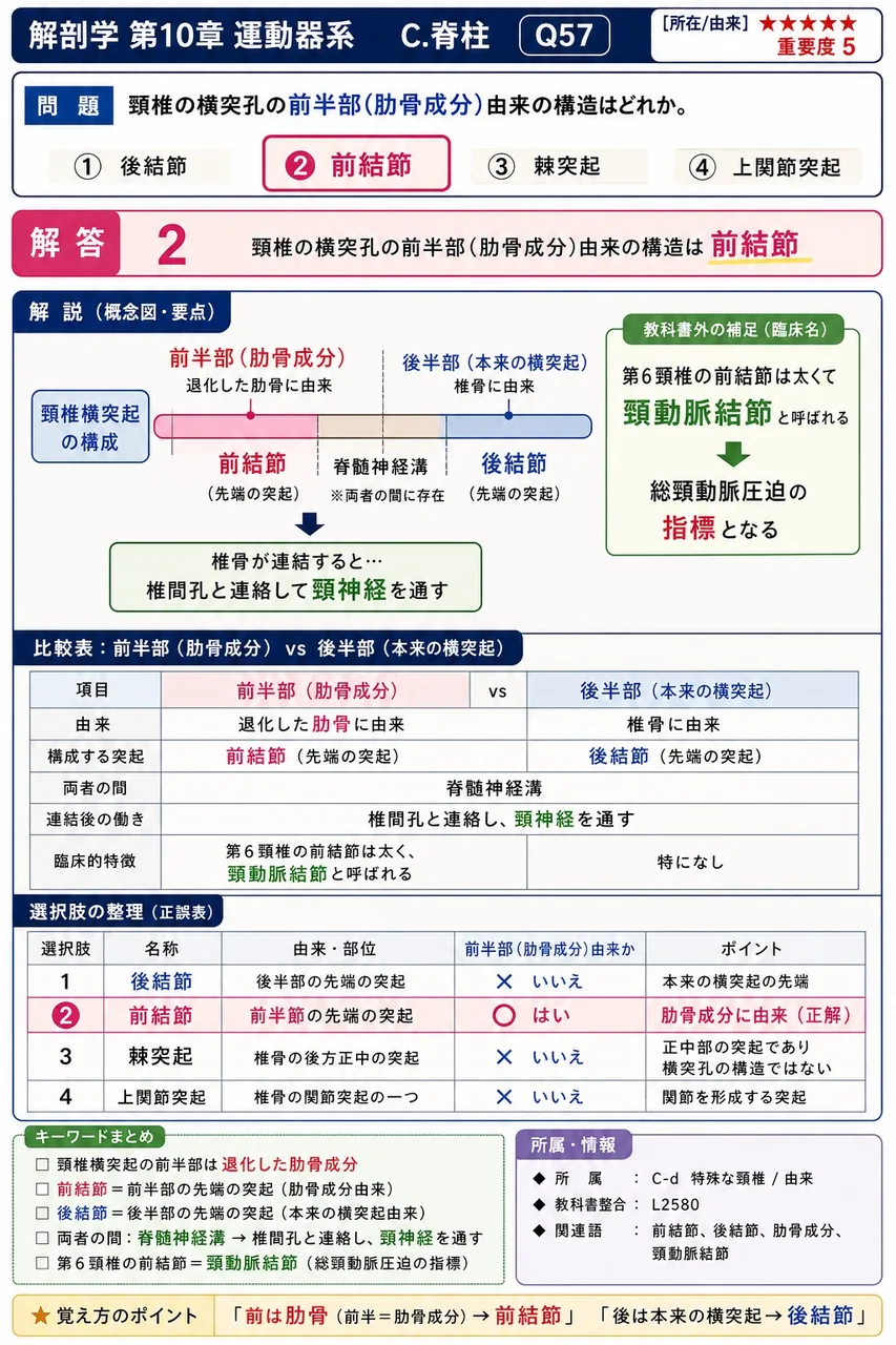 頸椎の横突孔の前半部(肋骨成分)由来の構造はどれか。 解説図