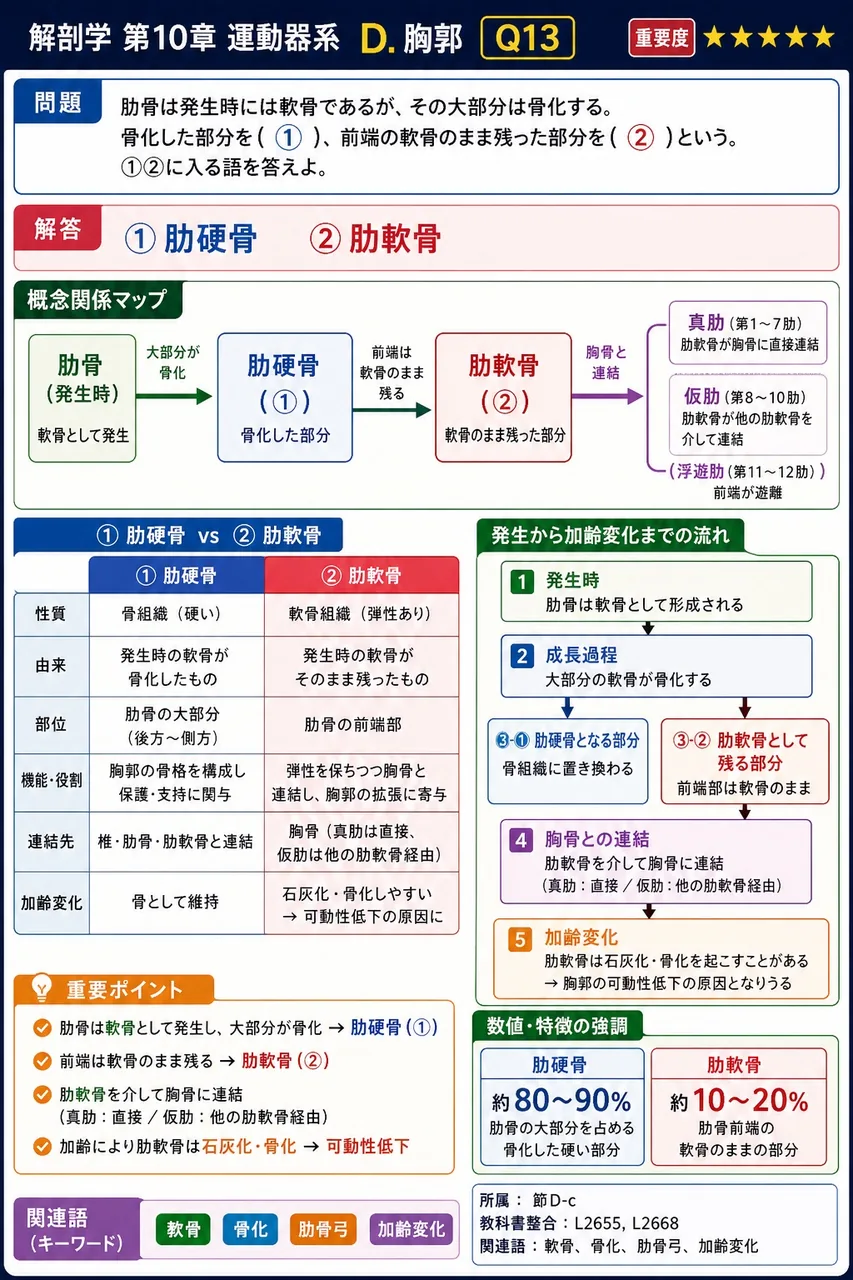 肋骨は発生時には軟骨であるが、その大部分は骨化する。骨化した部分を( ① )、前端の軟骨のまま残った部分を( ② )という。①②に入る語を答えよ。 解説図