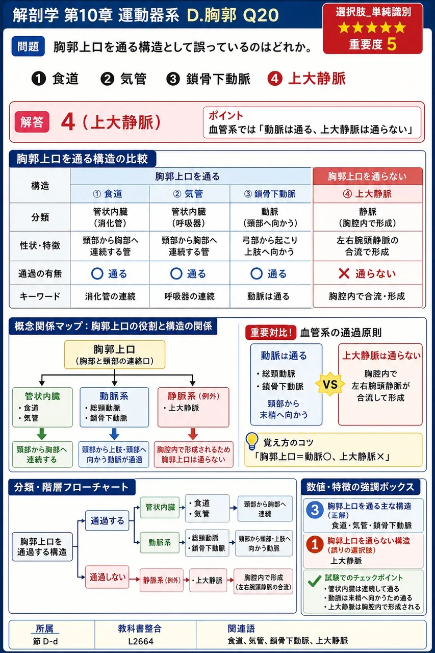 胸郭上口を通る構造として**誤っている**のはどれか。 解説図
