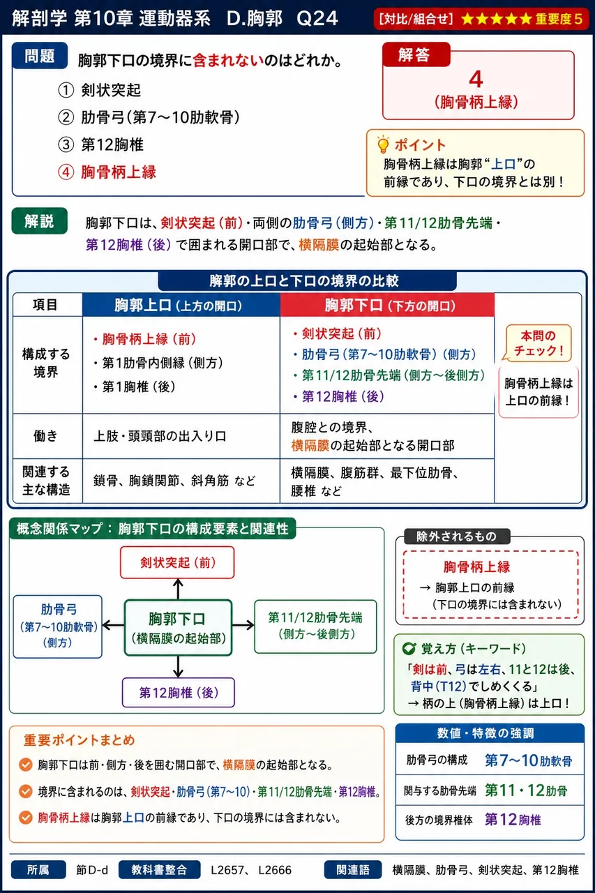 胸郭下口の境界に**含まれない**のはどれか。 解説図