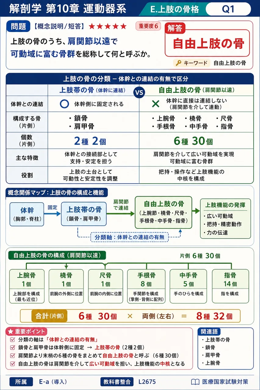 上肢の骨のうち、肩関節以遠で可動域に富む骨群を総称して何と呼ぶか。 解説図