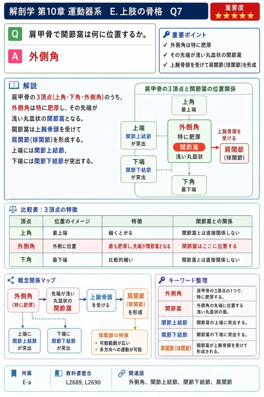 肩甲骨で関節窩は何に位置するか。 解説図
