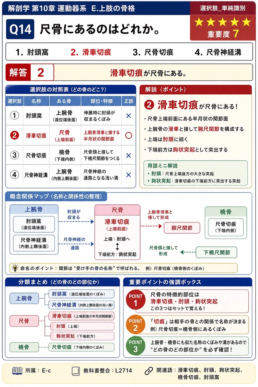 尺骨にあるのはどれか。 解説図