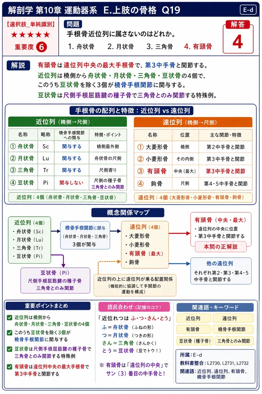 手根骨近位列に属さないのはどれか。 解説図