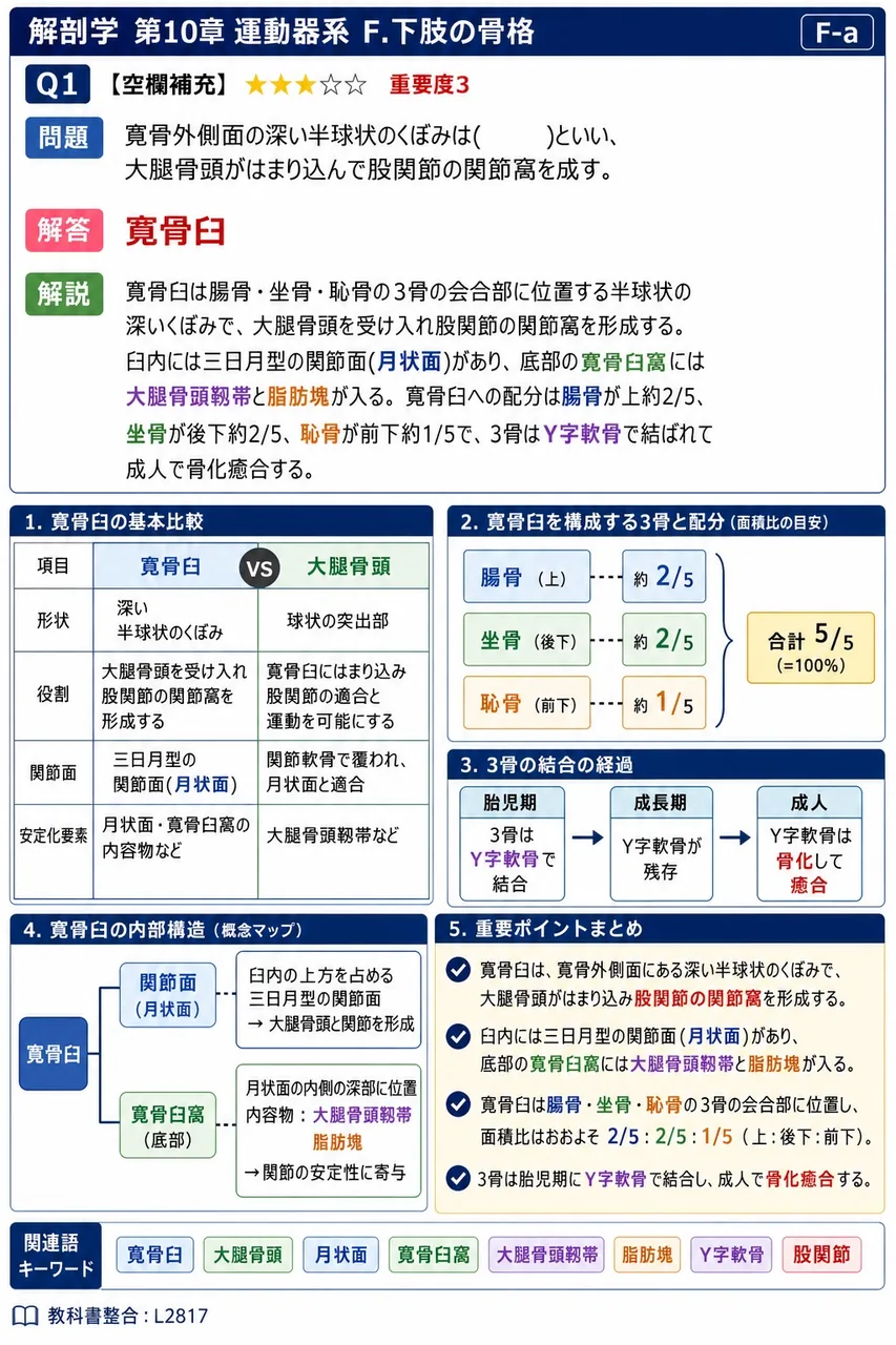 寛骨外側面の深い半球状のくぼみは( )といい、大腿骨頭がはまり込んで股関節の関節窩を成す。 解説図