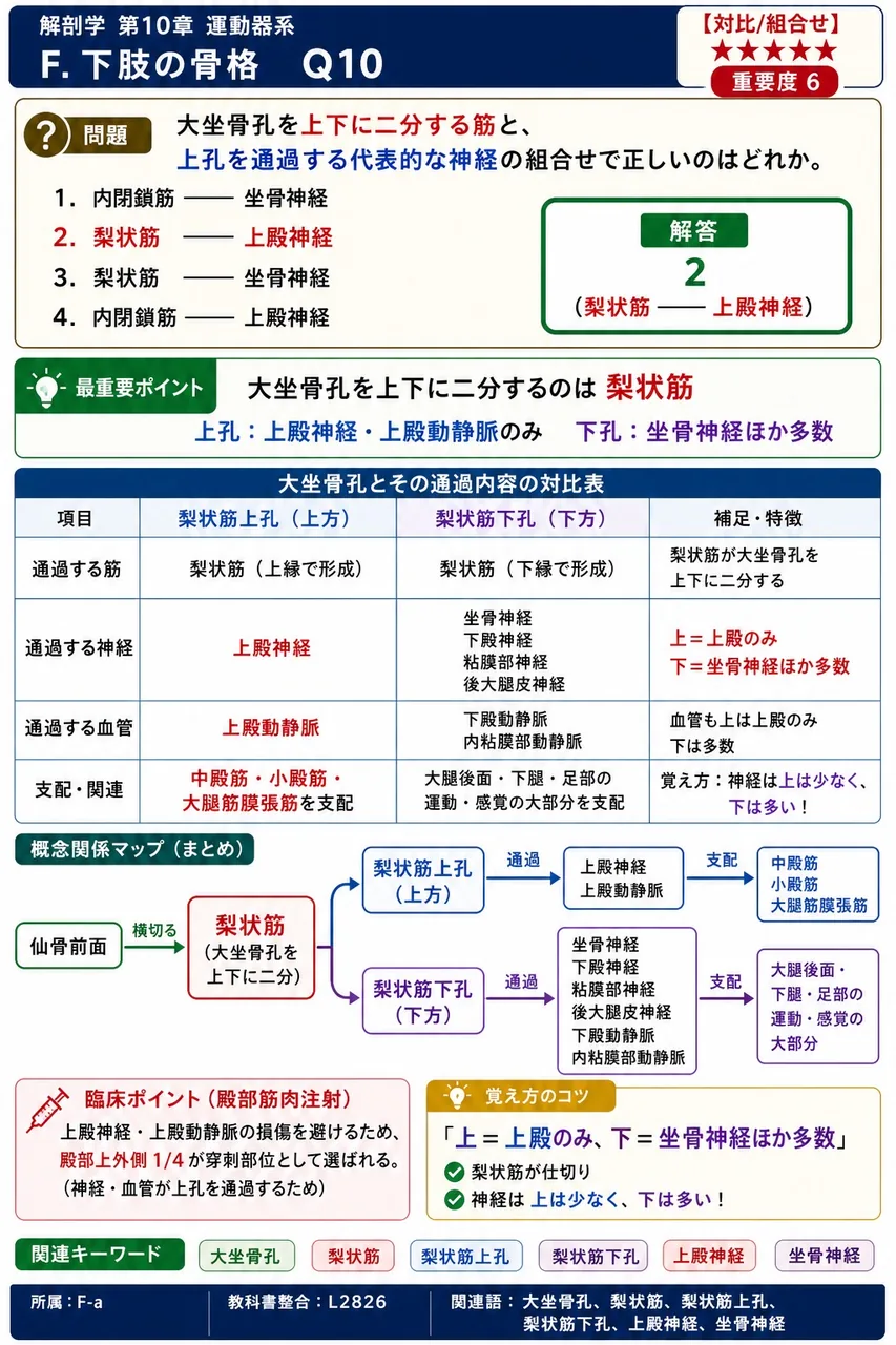 大坐骨孔を上下に二分する筋と、上孔を通過する代表的な神経の組合せで正しいのはどれか。 解説図