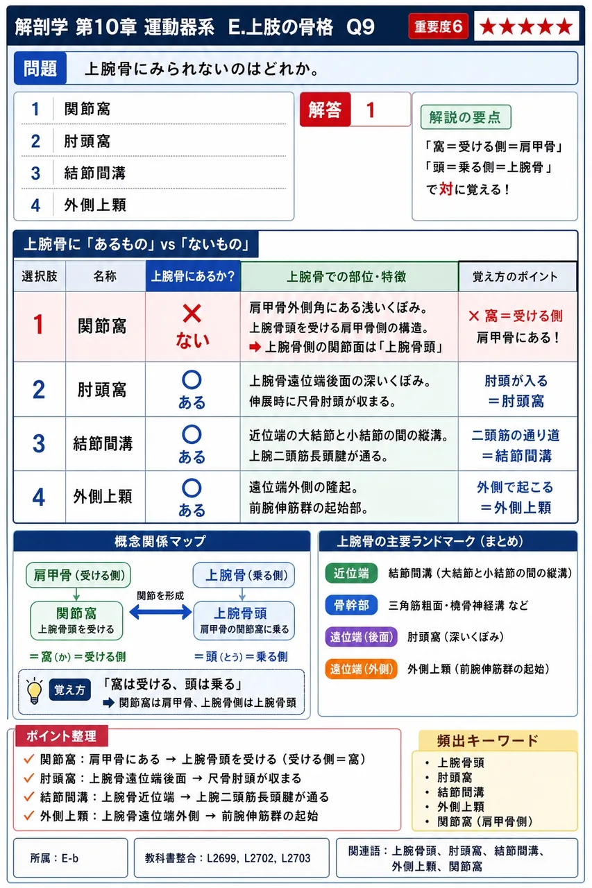 骨盤腔と恥骨下角に関する性差の組合せで正しいのはどれか。 解説図