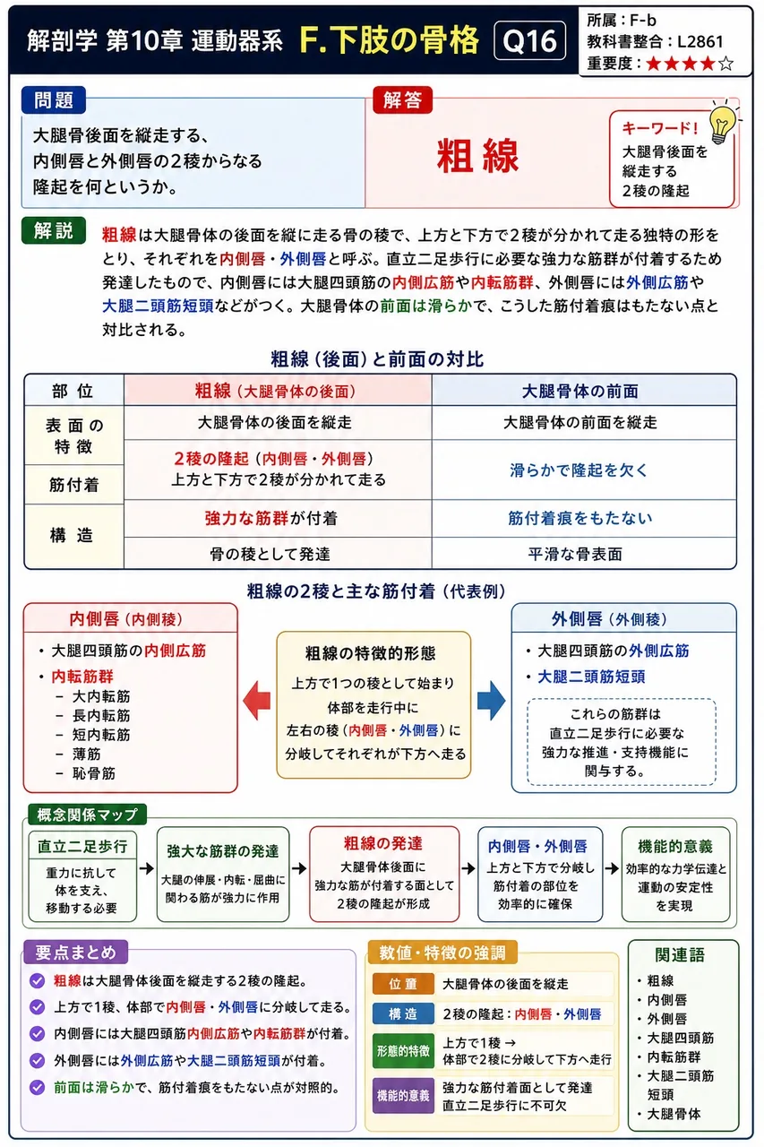 大腿骨後面を縦走する、内側唇と外側唇の2稜からなる隆起を何というか。 解説図
