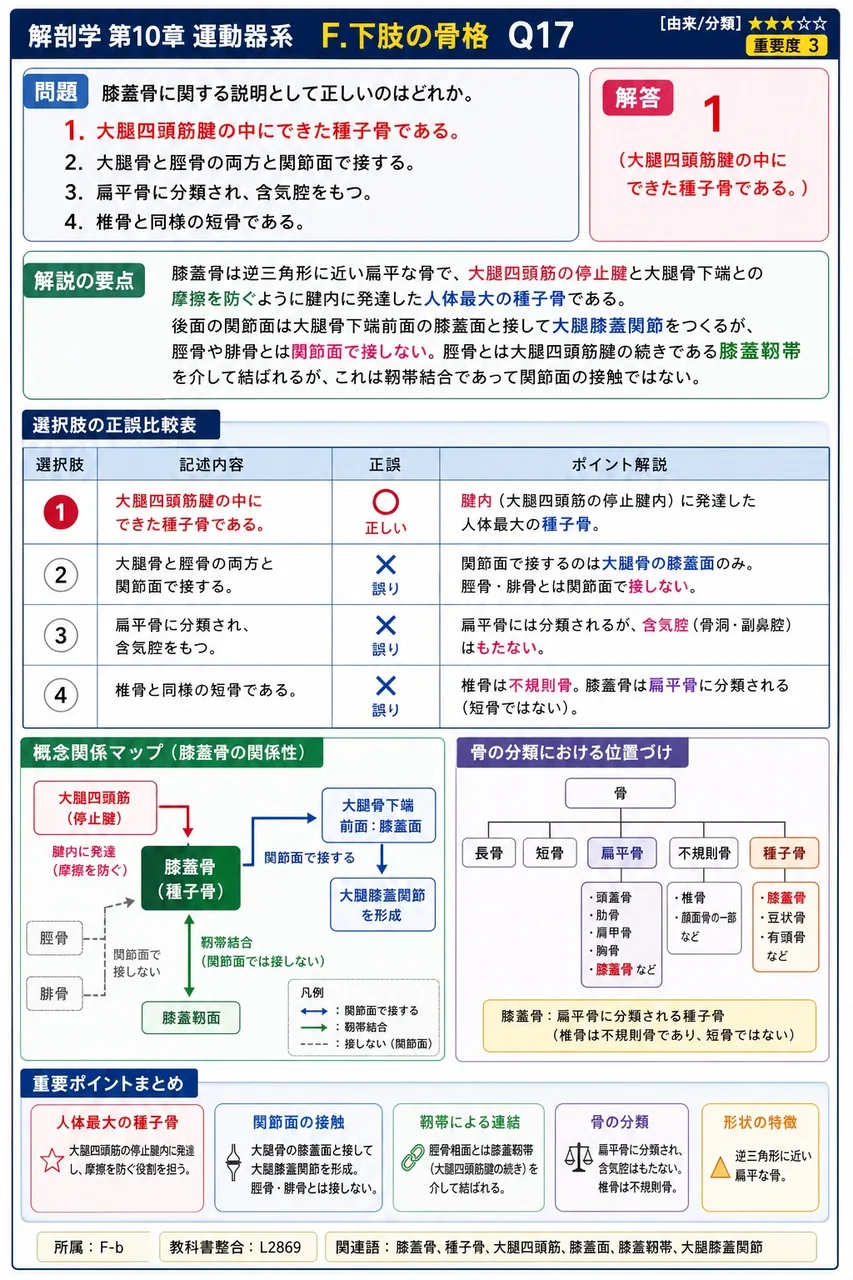 膝蓋骨に関する説明として正しいのはどれか。 解説図