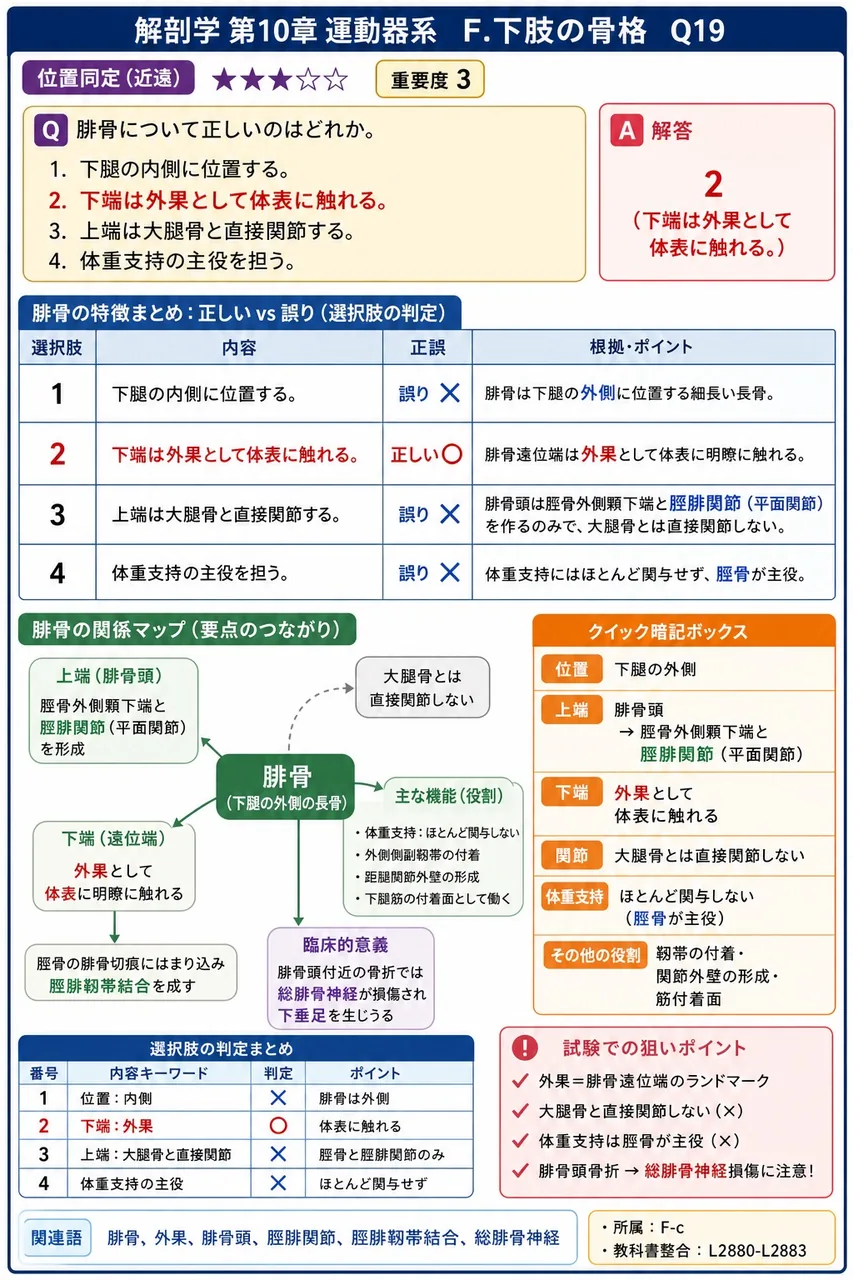 腓骨について正しいのはどれか。 解説図