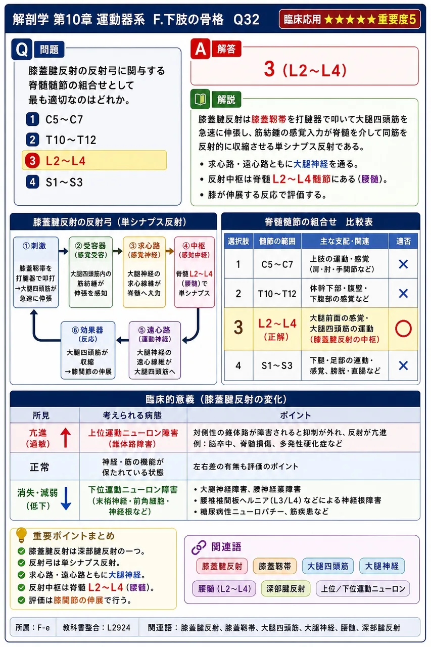 膝蓋腱反射の反射弓に関与する脊髄髄節の組合せとして最も適切なのはどれか。 解説図