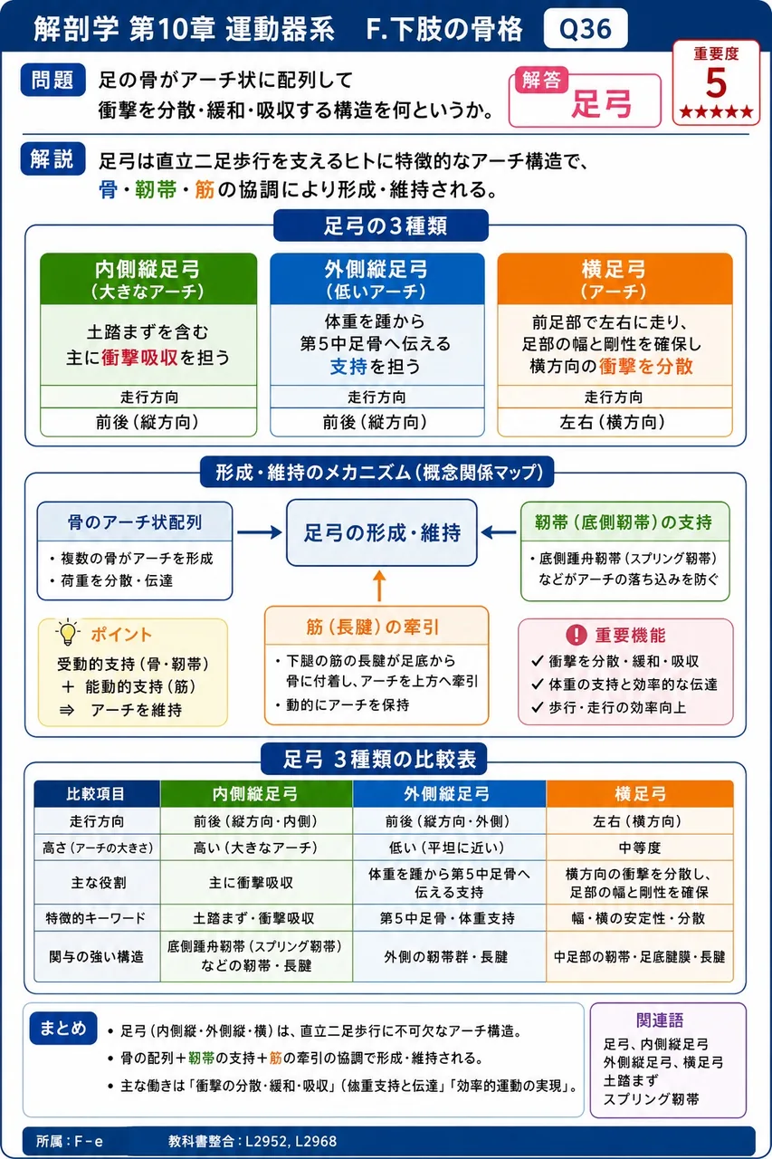 足の骨がアーチ状に配列して衝撃を分散・緩和・吸収する構造を何というか。 解説図