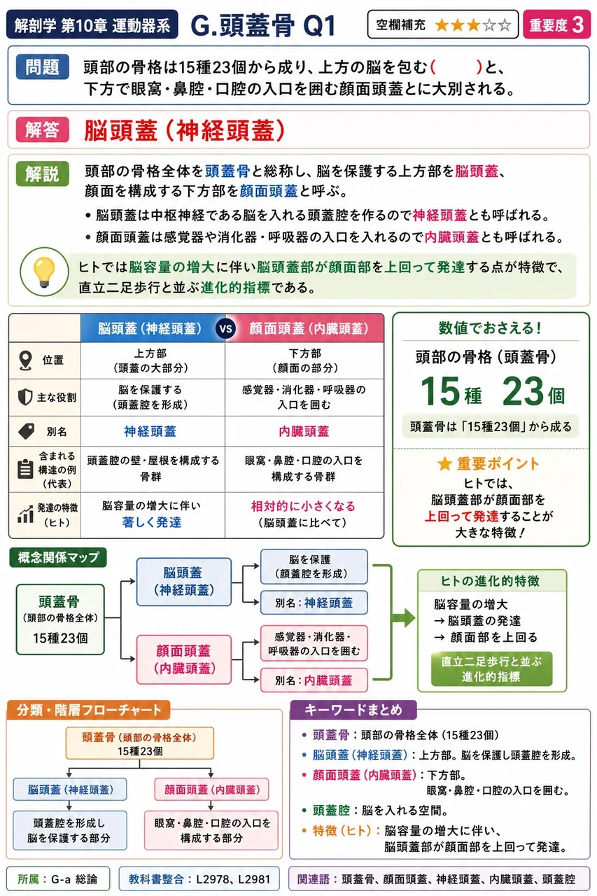頭部の骨格は15種23個から成り、上方の脳を包む( )と、下方で眼窩・鼻腔・口腔の入口を囲む顔面頭蓋とに大別される。 解説図