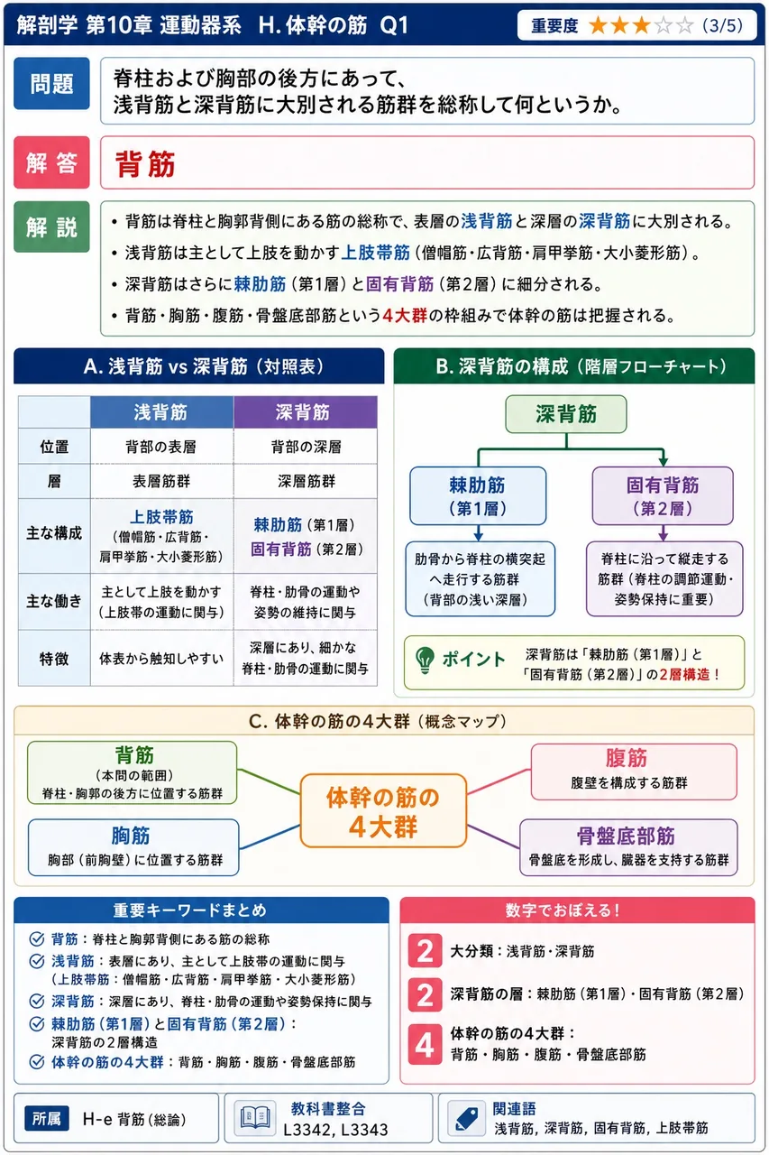 脊柱および胸部の後方にあって、浅背筋と深背筋に大別される筋群を総称して何というか。 解説図