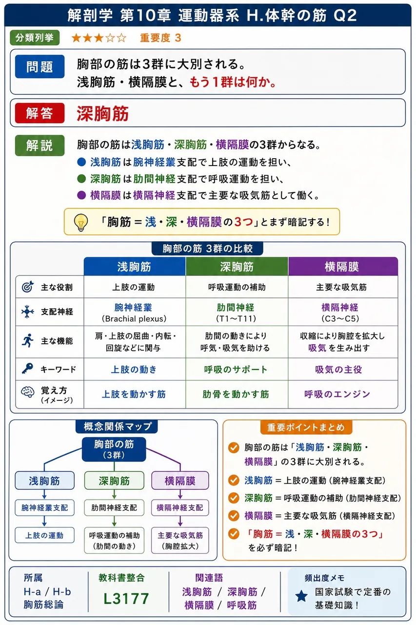 胸部の筋は3群に大別される。浅胸筋・横隔膜と、もう1群は何か。 解説図