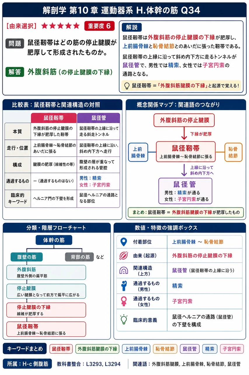 腹筋は3群に大別される。前腹筋・後腹筋と、もう1群は何か。 解説図