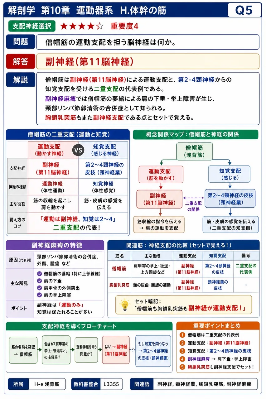 僧帽筋の運動支配を担う脳神経は何か。 解説図