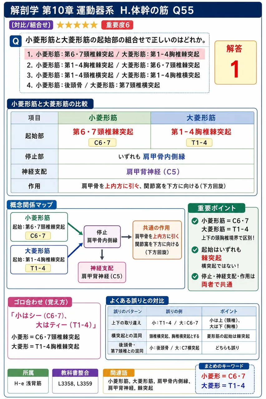 僧帽筋の起始として誤っているのはどれか。 解説図