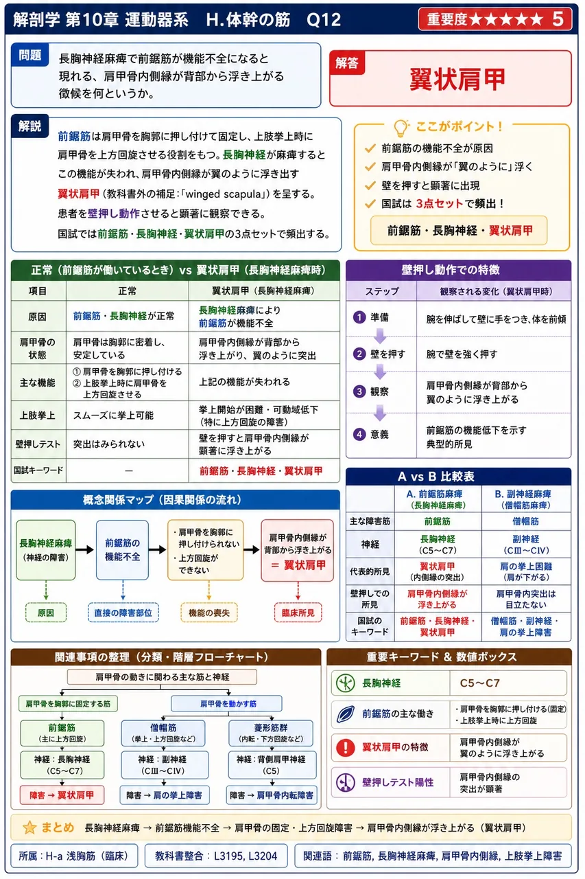 長胸神経麻痺で前鋸筋が機能不全になると現れる、肩甲骨内側縁が背部から浮き上がる徴候を何というか。 解説図