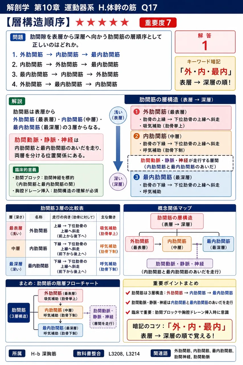 吸気筋として働くのはどれか。 解説図