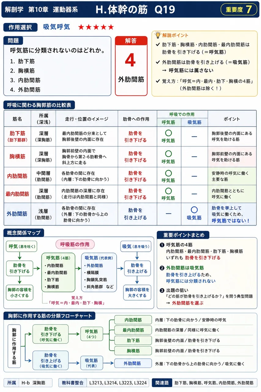 呼気筋に分類されないのはどれか。 解説図