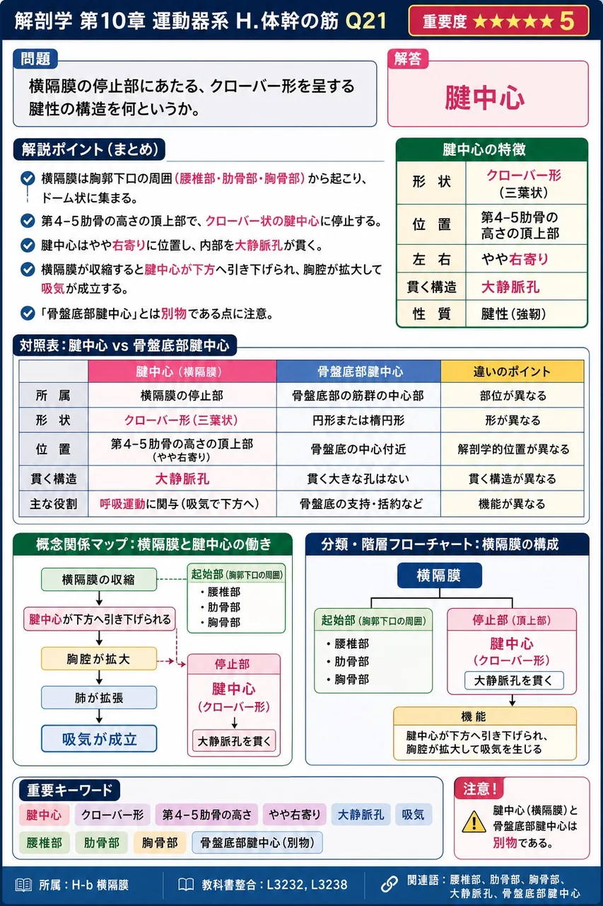 横隔膜の停止部にあたる、クローバー形を呈する腱性の構造を何というか。 解説図
