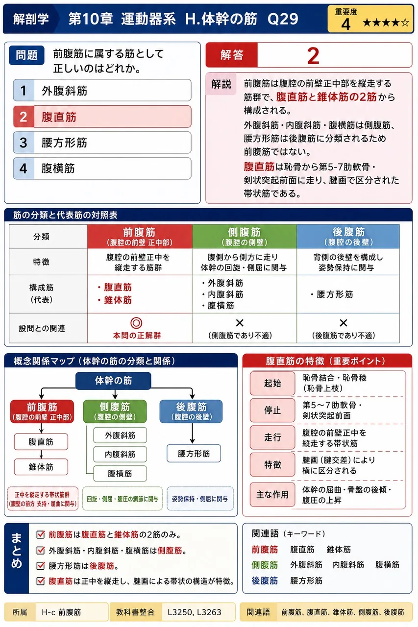 前腹筋に属する筋として正しいのはどれか。 解説図
