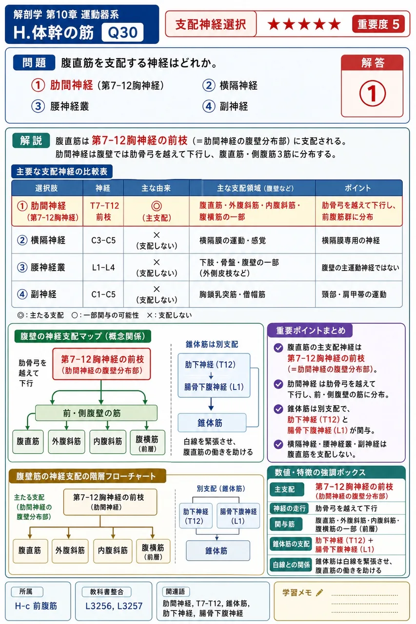 腹直筋を支配する神経はどれか。 解説図