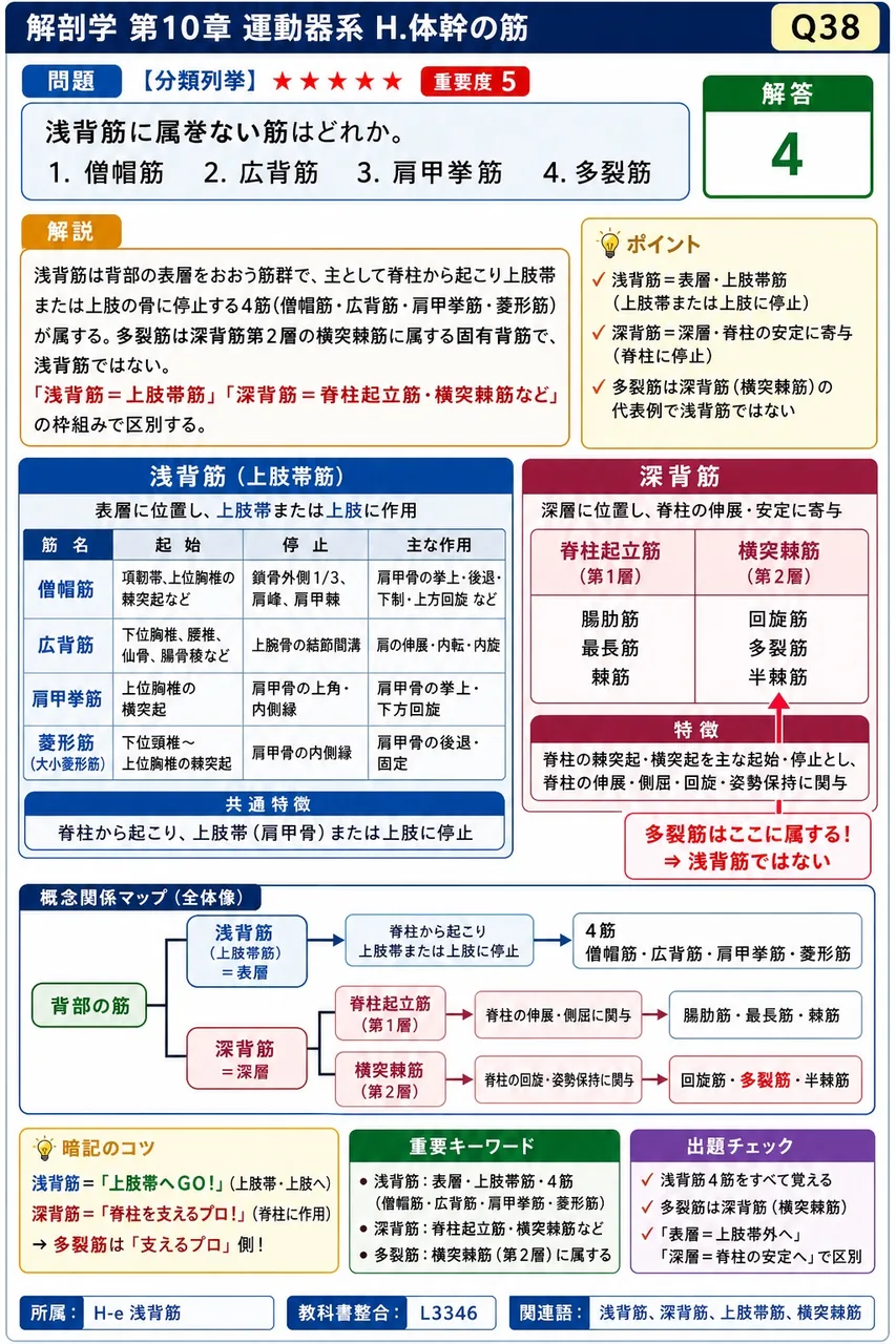 浅背筋に属さない筋はどれか。 解説図
