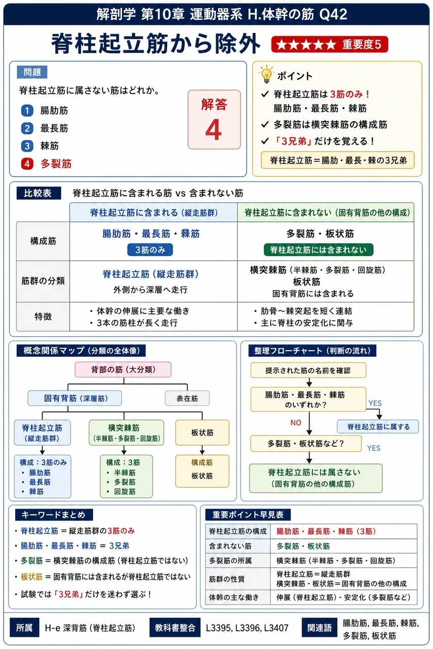 脊柱起立筋に属さない筋はどれか。 解説図