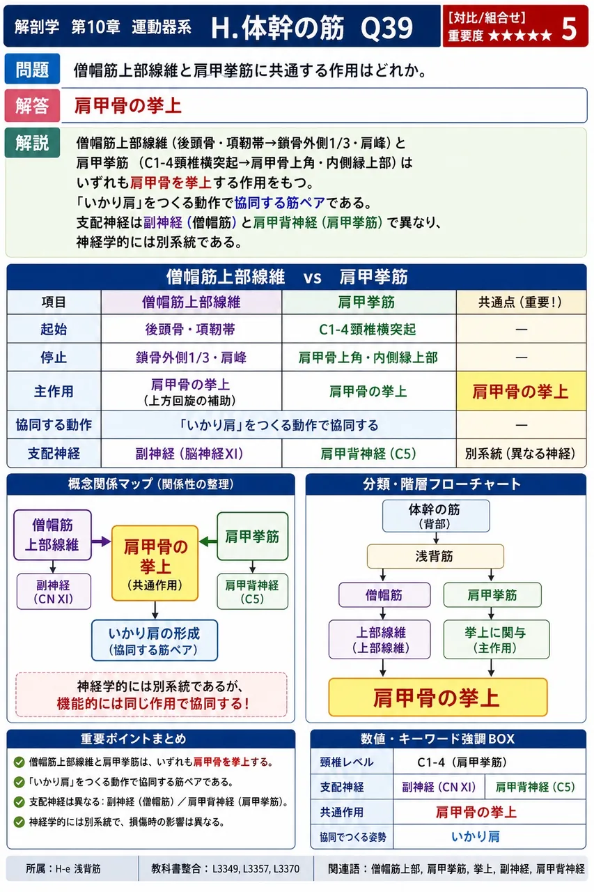 棘筋について正しいのはどれか。 解説図