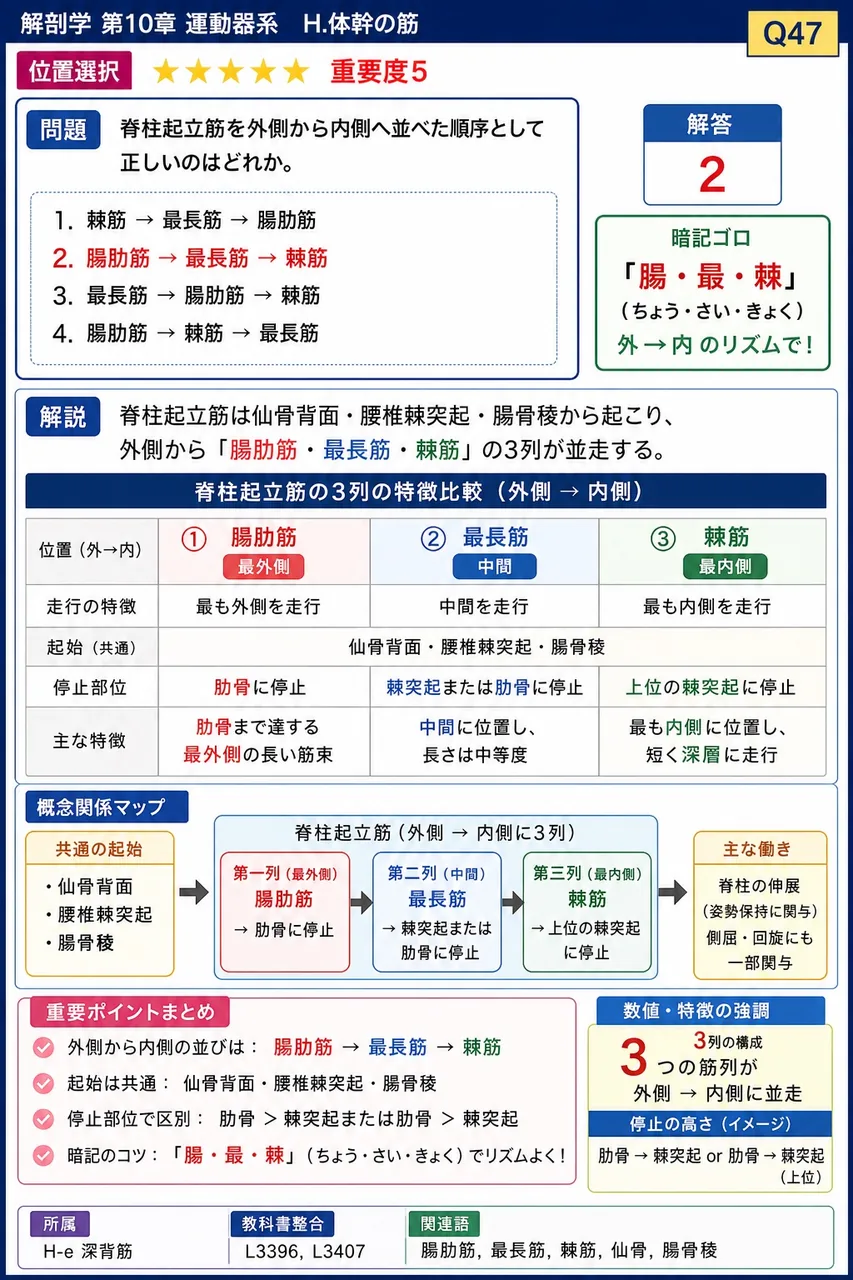 脊柱起立筋を外側から内側へ並べた順序として正しいのはどれか。 解説図