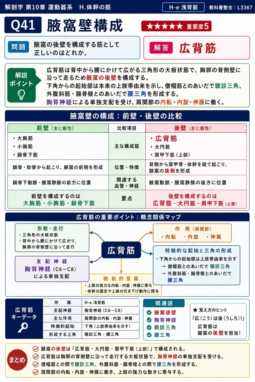 棘肋筋(深背筋第1層)について正しいのはどれか。 解説図