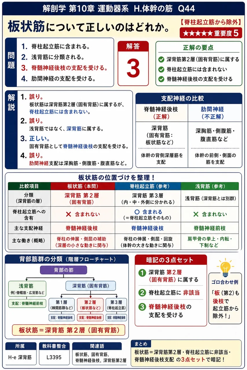 上後鋸筋の起始として正しいのはどれか。 解説図