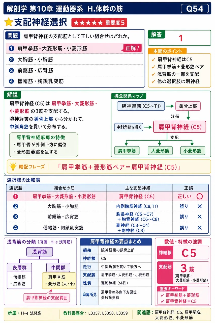 肩甲背神経の支配筋として正しい組合せはどれか。 解説図