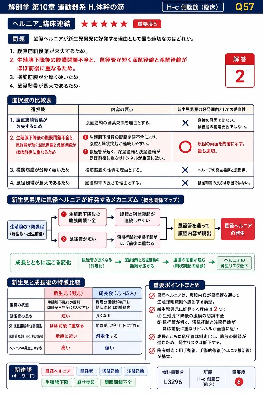 鼠径ヘルニアが新生児男児に好発する理由として最も適切なのはどれか。 解説図