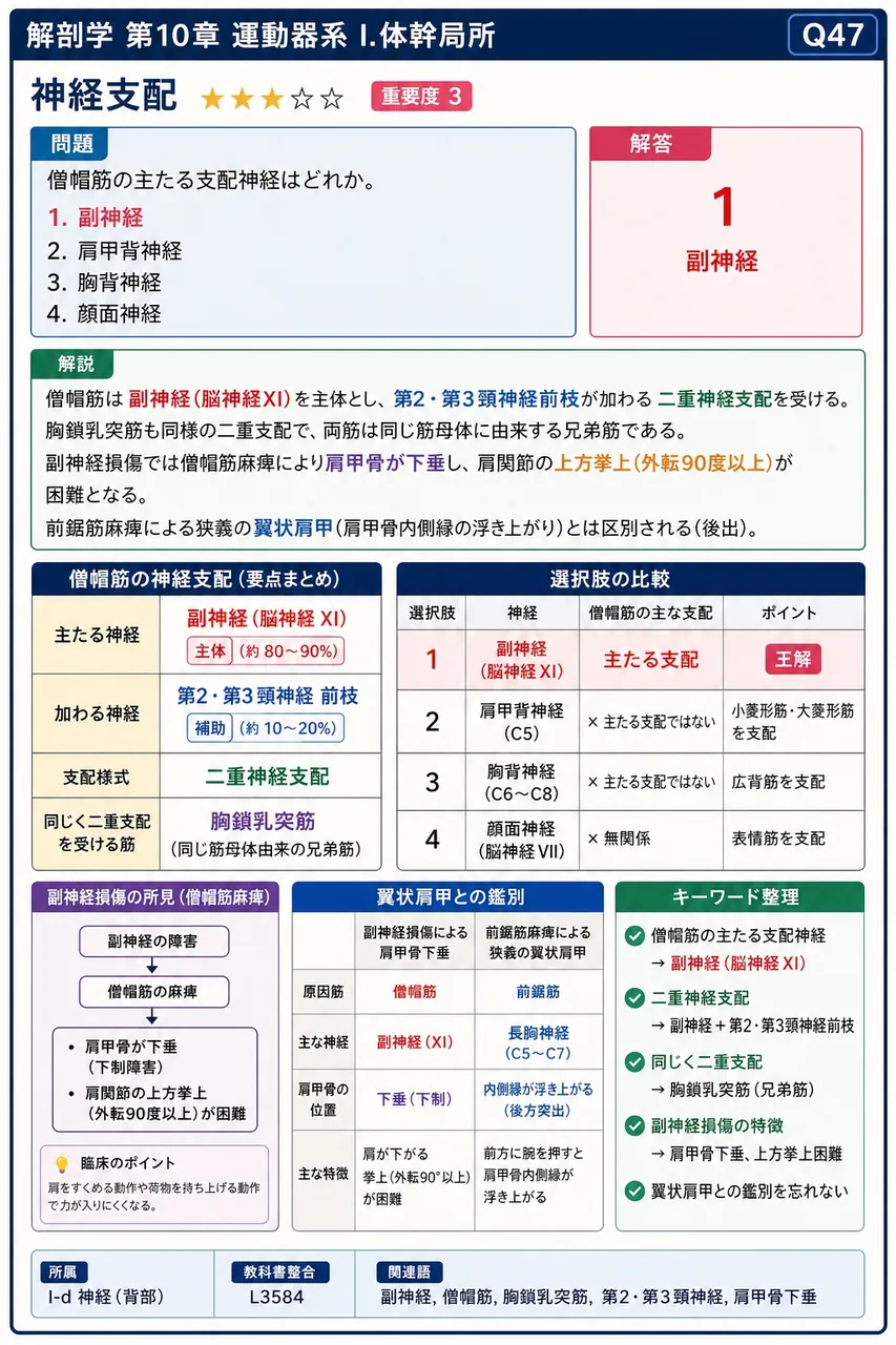側腹筋に含まれない筋はどれか。 解説図