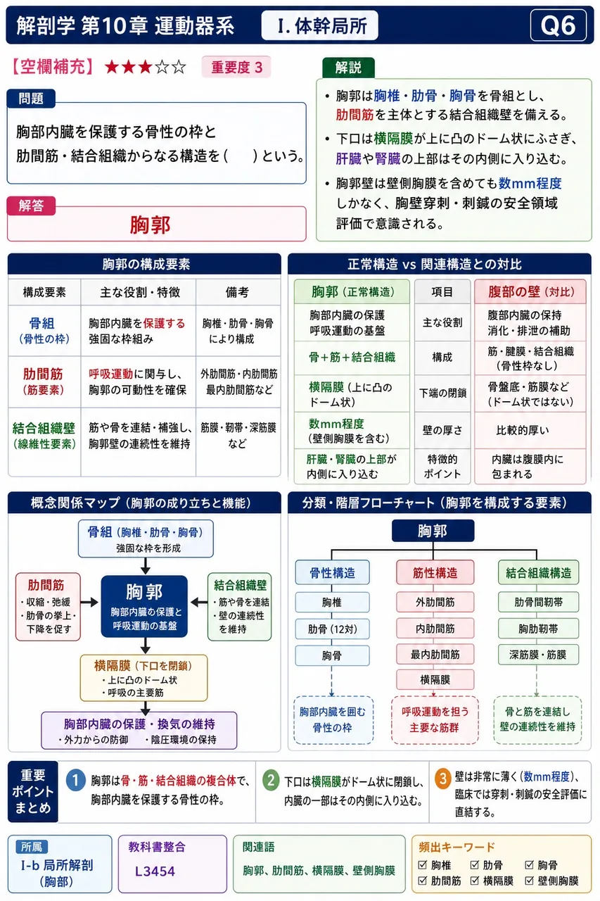胸部内臓を保護する骨性の枠と肋間筋・結合組織からなる構造を( )という。 解説図