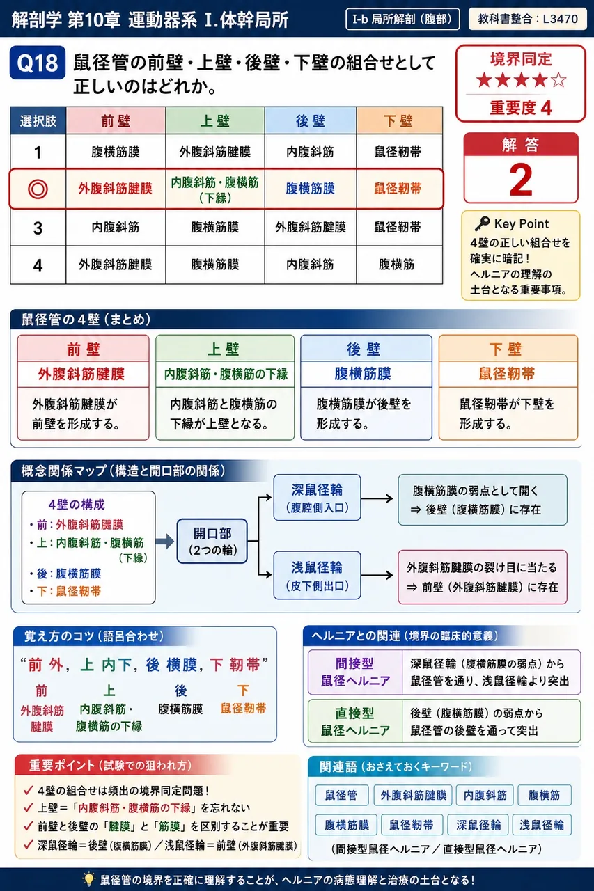 鼠径管の前壁・上壁・後壁・下壁の組合せとして正しいのはどれか。 解説図