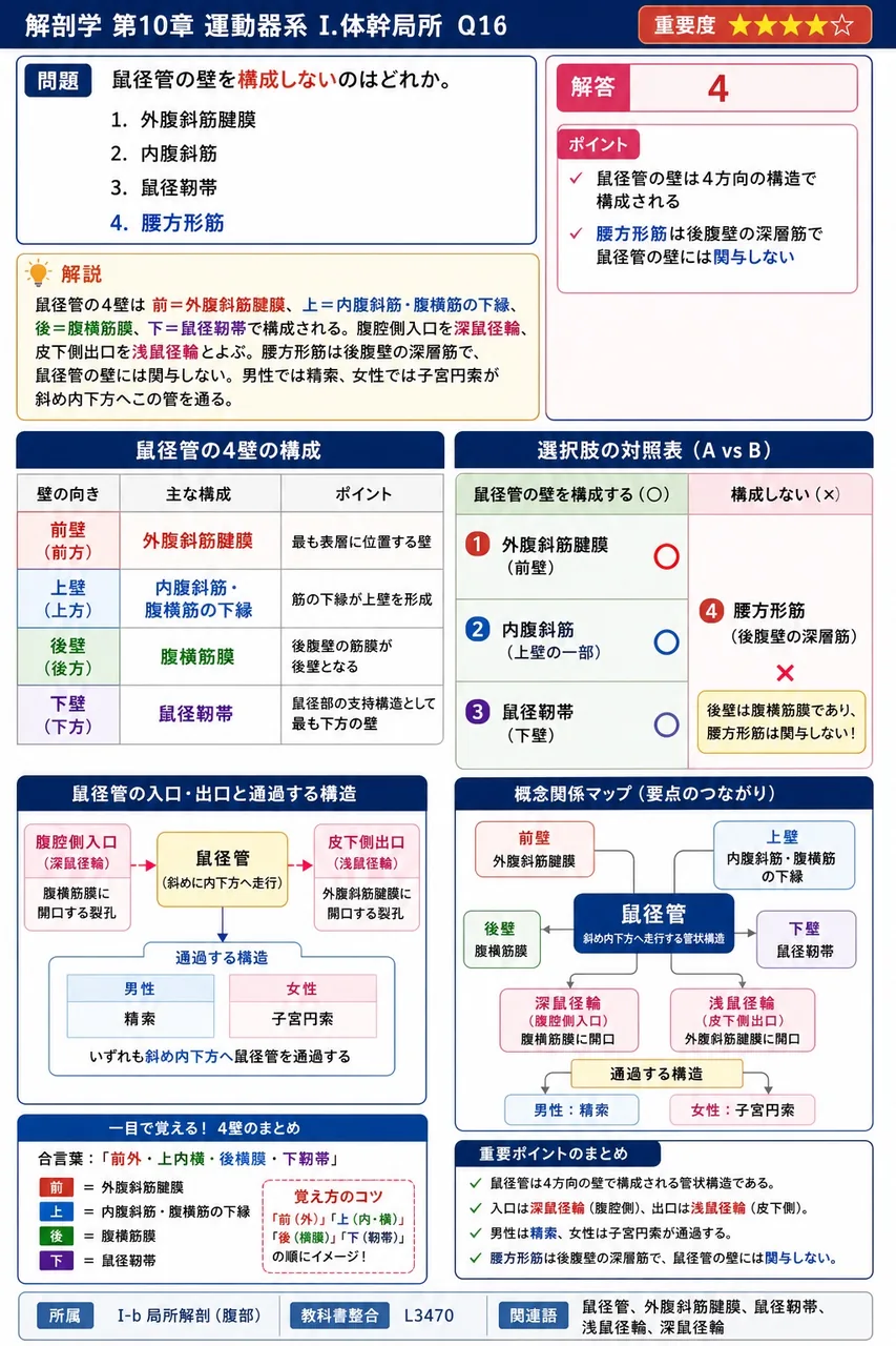 聴診三角と腰三角に関する記述として正しい組合せはどれか。 解説図