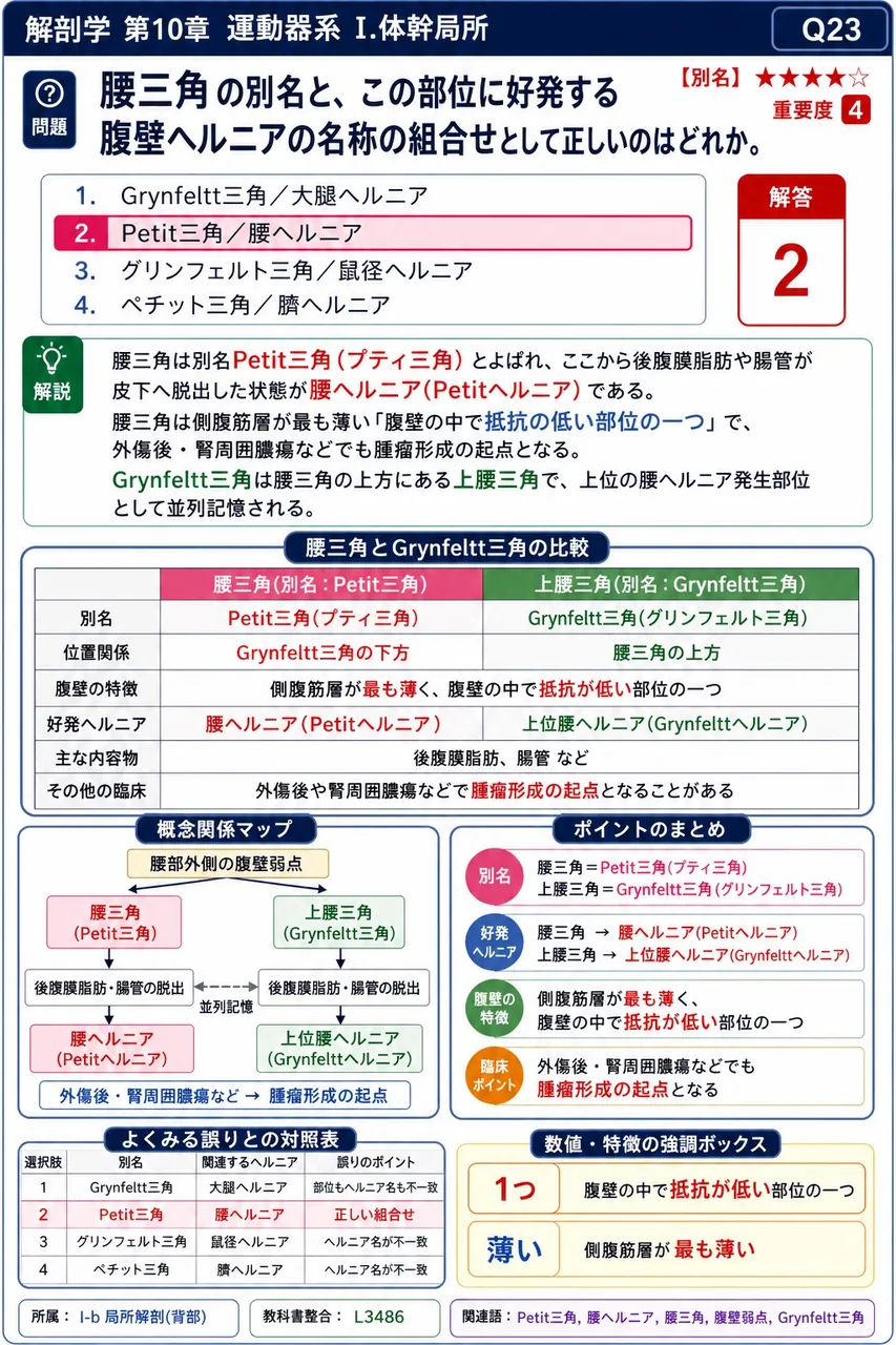 肛門三角と尿生殖三角の境界線として用いられるのはどれか。 解説図