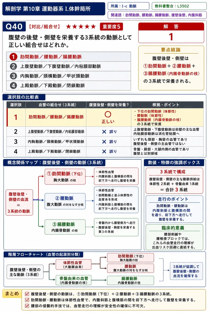 腹壁の後壁・側壁を栄養する3系統の動脈として正しい組合せはどれか。 解説図