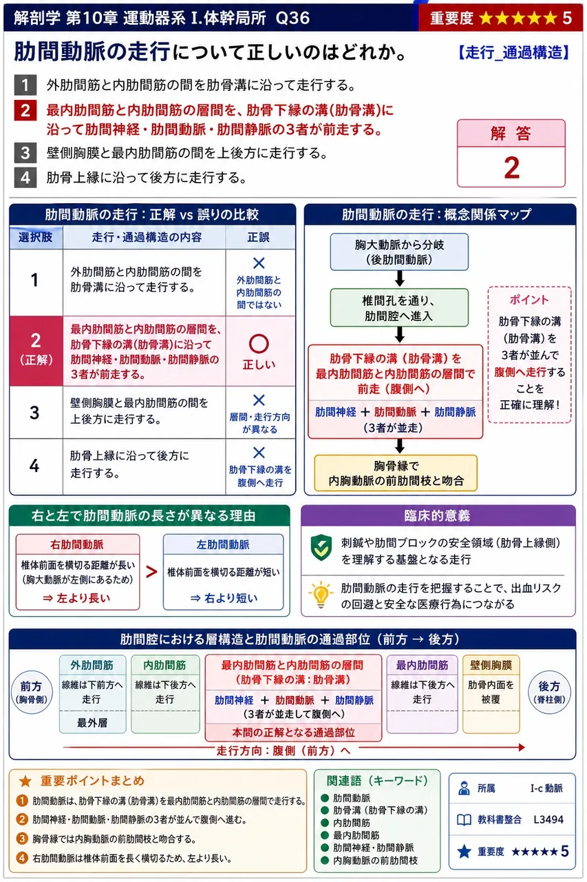 奇静脈と半奇静脈の左右関係として正しいのはどれか。 解説図