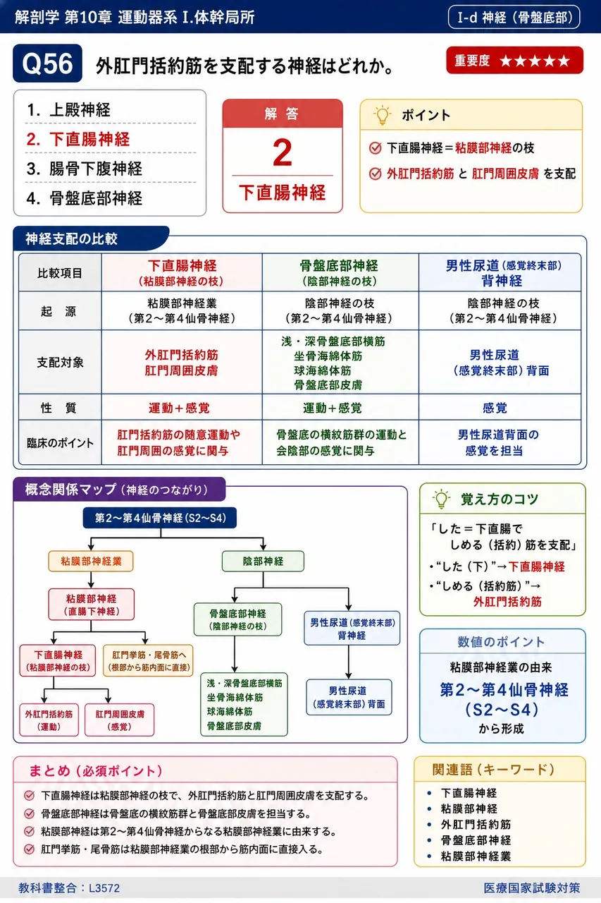 外肛門括約筋を支配する神経はどれか。 解説図