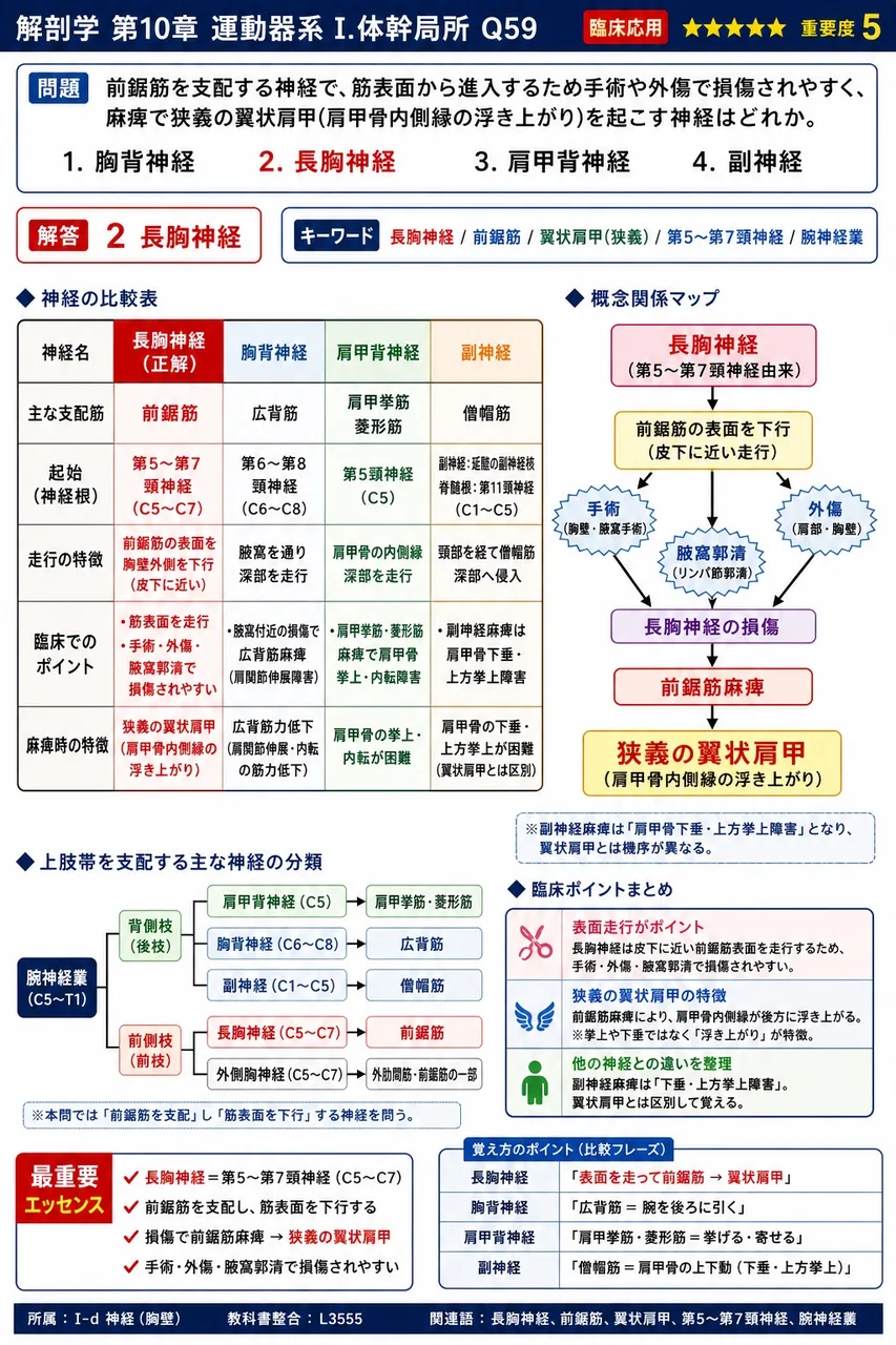 前鋸筋を支配する神経で、筋表面から進入するため手術や外傷で損傷されやすく、麻痺で狭義の翼状肩甲(肩甲骨内側縁の浮き上がり)を起こす神経はどれか。 解説図